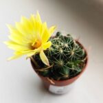 Escobaria Missouriensis - obrazek 2