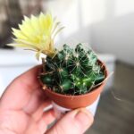 Escobaria Missouriensis - obrazek 5