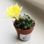 Escobaria Missouriensis - obrazek 4