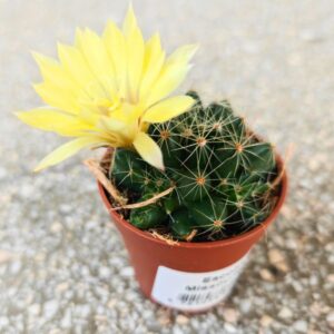 Escobaria Missouriensis