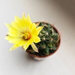 Escobaria Missouriensis - obrazek 3