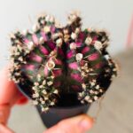 Gymnocalycium / Gymnocactus T-REX - obrazek 6