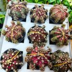 Gymnocalycium / Gymnocactus T-REX - obrazek 11