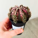 Gymnocalycium / Gymnocactus T-REX - obrazek 4