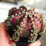 Gymnocalycium / Gymnocactus T-REX - obrazek 3