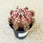 Gymnocalycium / Gymnocactus T-REX - obrazek 9