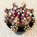 Gymnocalycium / Gymnocactus T-REX - obrazek 8