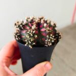 Gymnocalycium / Gymnocactus T-REX - obrazek 7