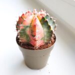 Gymnocalycium mihanovichii Variegata kaktus M - obrazek 3