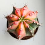 Gymnocalycium mihanovichii Variegata kaktus M - obrazek 2