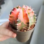 Gymnocalycium mihanovichii Variegata kaktus M