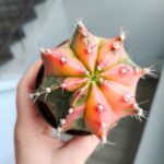 Gymnocalycium mihanovichii Variegata kaktus M - obrazek 7
