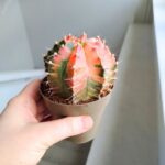 Gymnocalycium mihanovichii Variegata kaktus M - obrazek 6