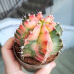 Gymnocalycium mihanovichii Variegata kaktus M - obrazek 5