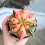 Gymnocalycium mihanovichii Variegata kaktus M - obrazek 4