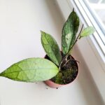 Hoja / Hoya clemensiorum dark leaf - obrazek 2