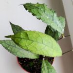 Hoja / Hoya clemensiorum dark leaf - obrazek 8