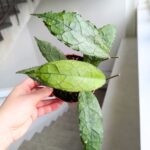 Hoja / Hoya clemensiorum dark leaf - obrazek 9
