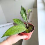 Hoja / Hoya clemensiorum dark leaf - obrazek 10