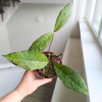 Hoja / Hoya clemensiorum dark leaf - obrazek 6