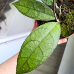 Hoja / Hoya clemensiorum dark leaf - obrazek 5