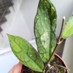 Hoja / Hoya clemensiorum dark leaf - obrazek 4