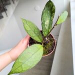 Hoja / Hoya clemensiorum dark leaf - obrazek 3
