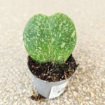 Hoya / Hoja kerrii Splash S