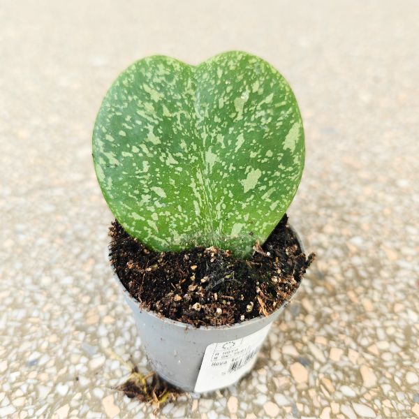 hoya hoja kerrii splash (1) Hoya / Hoja kerrii Splash S - obrazek 1