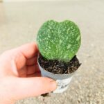 Hoya / Hoja kerrii Splash S - obrazek 4