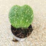 Hoya / Hoja kerrii Splash S - obrazek 3