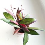 Hoya / Hoja Red Maroon