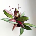 Hoya / Hoja Red Maroon - obrazek 17