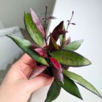 Hoya / Hoja Red Maroon - obrazek 16