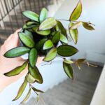 Hoja / Hoya Rosita M
