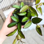 Hoja / Hoya Rosita M - obrazek 4