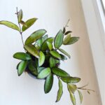 Hoja / Hoya Rosita M - obrazek 14