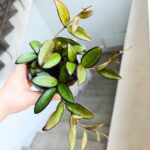 Hoja / Hoya Rosita M - obrazek 3