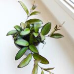 Hoja / Hoya Rosita M - obrazek 2