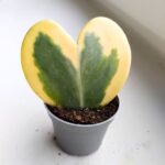 Hoya kerrii Variegata / Hoja