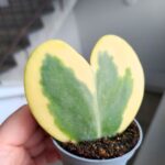 Hoya kerrii Variegata / Hoja - obrazek 4