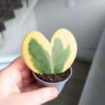 Hoya kerrii Variegata / Hoja - obrazek 3