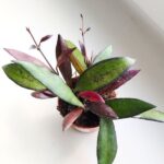 Hoya / Hoja Red Maroon - obrazek 13