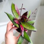 Hoya / Hoja Red Maroon - obrazek 14