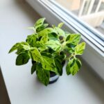 Pedilanthus Tithymaloides Variegata - Kręgosłup diabła M - obrazek 2