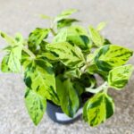 Pedilanthus Tithymaloides Variegata - Kręgosłup diabła M - obrazek 8