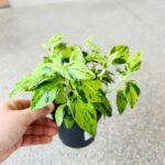 Pedilanthus Tithymaloides Variegata - Kręgosłup diabła M - obrazek 7