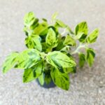 Pedilanthus Tithymaloides Variegata - Kręgosłup diabła M