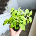 Pedilanthus Tithymaloides Variegata - Kręgosłup diabła M - obrazek 4