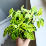 Pedilanthus Tithymaloides Variegata - Kręgosłup diabła M - obrazek 3